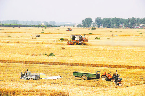 麥田美如畫(huà)