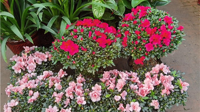 火紅年宵花，美麗過(guò)新年